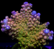 Load image into Gallery viewer, Acropora cerealis “Emerald Crown” - Cut-to-Order - freakincorals.com