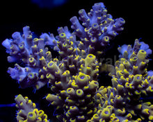 Load image into Gallery viewer, Acropora sp. “Pikachu Lightning” - Cut-to-Order - freakincorals.com