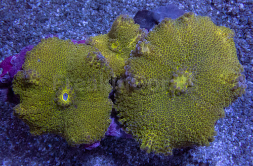 Golden Ember Ricordea Yuma (Three Polyps)