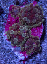 Carregar imagem no visualizador da galeria, Celestial Phantom Ricordea Yuma (Four Baby Polyps, Collector Coral)