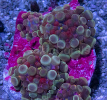 Carregar imagem no visualizador da galeria, Celestial Phantom Ricordea Yuma (Four Baby Polyps, Collector Coral)