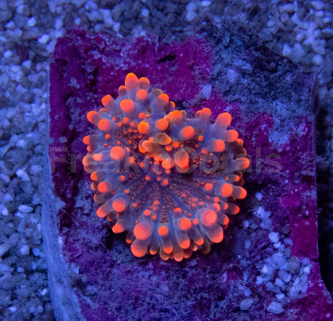 Molten Ember Ricordea Yuma (Baby Polyp)