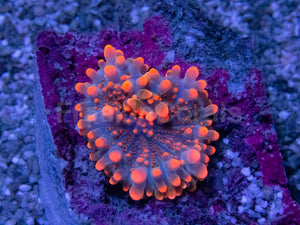Molten Ember Ricordea Yuma (Baby Polyp)