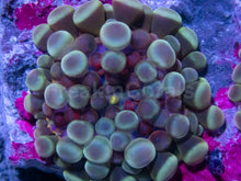 Load image into Gallery viewer, Celestial Phantom Ricordea Yuma (Four Baby Polyps, Collector Coral)