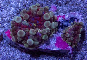 Celestial Phantom Ricordea Yuma (Four Baby Polyps, Collector Coral)