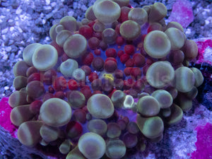 Celestial Phantom Ricordea Yuma (Four Baby Polyps, Collector Coral)