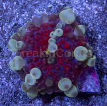 Load image into Gallery viewer, Celestial Phantom Ricordea Yuma (XL Size, Collector Coral)