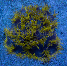 Load image into Gallery viewer, Blackhole Chernobyl Elegance Coral (Catalaphyllia jardinei, Collector Coral)