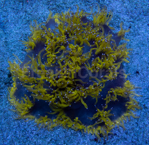 Blackhole Chernobyl Elegance Coral (Catalaphyllia jardinei, Collector Coral)