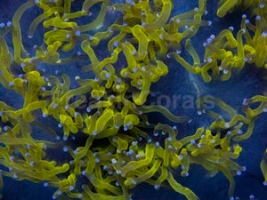 Blackhole Chernobyl Elegance Coral (Catalaphyllia jardinei, Collector Coral)