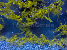 Load image into Gallery viewer, Blackhole Chernobyl Elegance Coral (Catalaphyllia jardinei, Collector Coral)