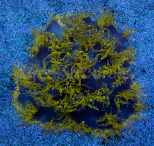 Blackhole Chernobyl Elegance Coral (Catalaphyllia jardinei, Collector Coral)