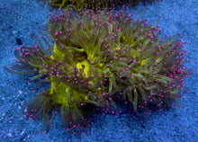 Load image into Gallery viewer, Solar Flare Elegance Coral (Catalaphyllia jardinei)