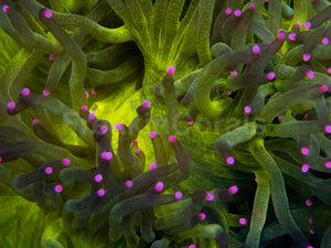 Solar Flare Elegance Coral (Catalaphyllia jardinei)