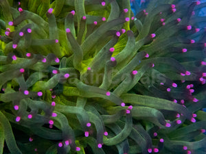 Solar Flare Elegance Coral (Catalaphyllia jardinei)