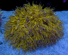 Load image into Gallery viewer, Solar Flare Elegance Coral (Catalaphyllia jardinei)