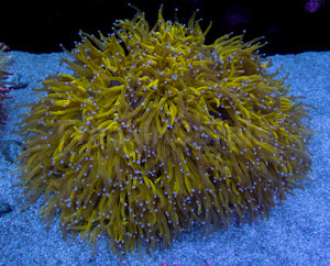 Solar Flare Elegance Coral (Catalaphyllia jardinei)