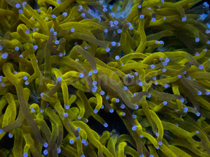 Solar Flare Elegance Coral (Catalaphyllia jardinei)