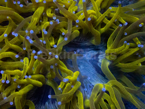 Solar Flare Elegance Coral (Catalaphyllia jardinei)