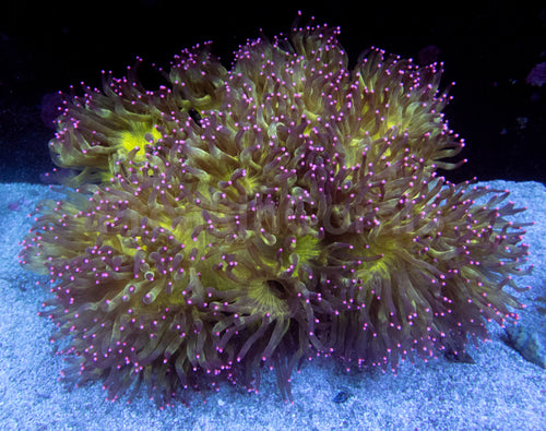 Solar Flare Elegance Coral (Catalaphyllia jardinei)