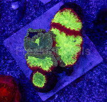 Load image into Gallery viewer, Trinity Ember Blastomussa (Blastomussa wellsi, Collector Coral)