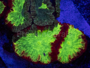 Trinity Ember Blastomussa (Blastomussa wellsi, Collector Coral)