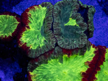 Load image into Gallery viewer, Trinity Ember Blastomussa (Blastomussa wellsi, Collector Coral)