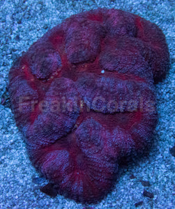 Crimson Eclipse Symphyllia (Symphyllia spp.)