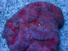 Load image into Gallery viewer, Crimson Eclipse Symphyllia (Symphyllia spp.)