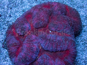 Crimson Eclipse Symphyllia (Symphyllia spp.)