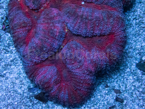 Crimson Eclipse Symphyllia (Symphyllia spp.)