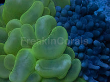 Load image into Gallery viewer, Ethereal Tide Plerogyra (Plerogyra spp.)