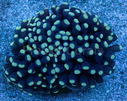 Inferno Phantom Euphyllia (Euphyllia baliensis)