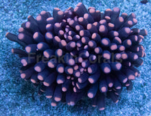 Load image into Gallery viewer, Inferno Phantom Euphyllia (Euphyllia baliensis)