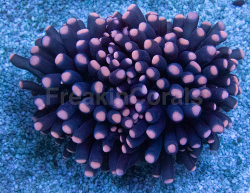 Inferno Phantom Euphyllia (Euphyllia baliensis)