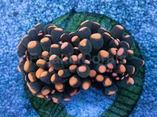 Load image into Gallery viewer, Inferno Phantom Euphyllia (Euphyllia baliensis)