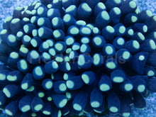 Load image into Gallery viewer, Inferno Phantom Euphyllia (Euphyllia baliensis)