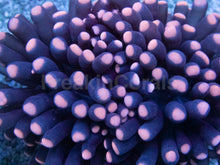 Load image into Gallery viewer, Inferno Phantom Euphyllia (Euphyllia baliensis)