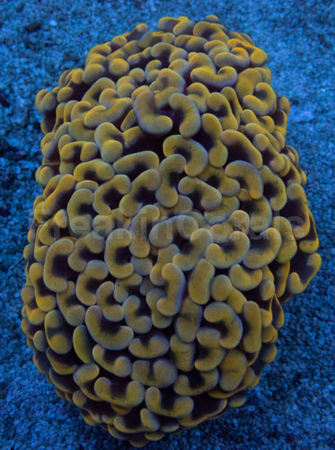 Solar Flare Euphyllia (Euphyllia paraancora)