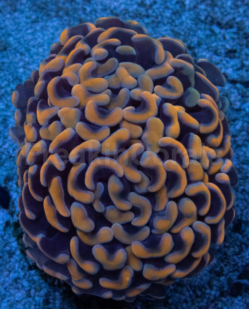 Solar Flare Euphyllia (Euphyllia paraancora)