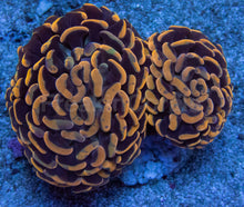 Load image into Gallery viewer, Solar Flare Euphyllia (Euphyllia paraancora)