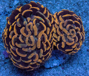 Solar Flare Euphyllia (Euphyllia paraancora)