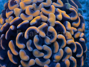 Solar Flare Euphyllia (Euphyllia paraancora)