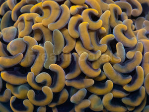 Solar Flare Euphyllia (Euphyllia paraancora)