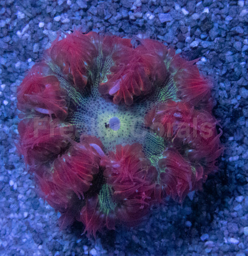 Infernal Blossom Anemone (Crucifer Anemone)