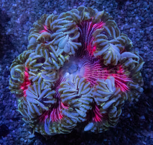 Rose Phantom Anemone (Crucifer Anemone)