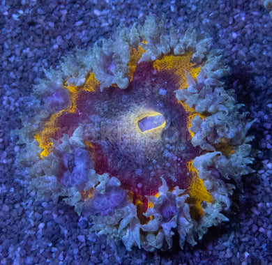 Solar Inferno Anemone (Crucifer Anemone)