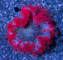 Load image into Gallery viewer, Nebula Blaze Anemone (Crucifer Anemone)