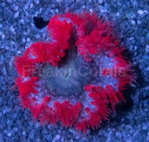 Nebula Blaze Anemone (Crucifer Anemone)