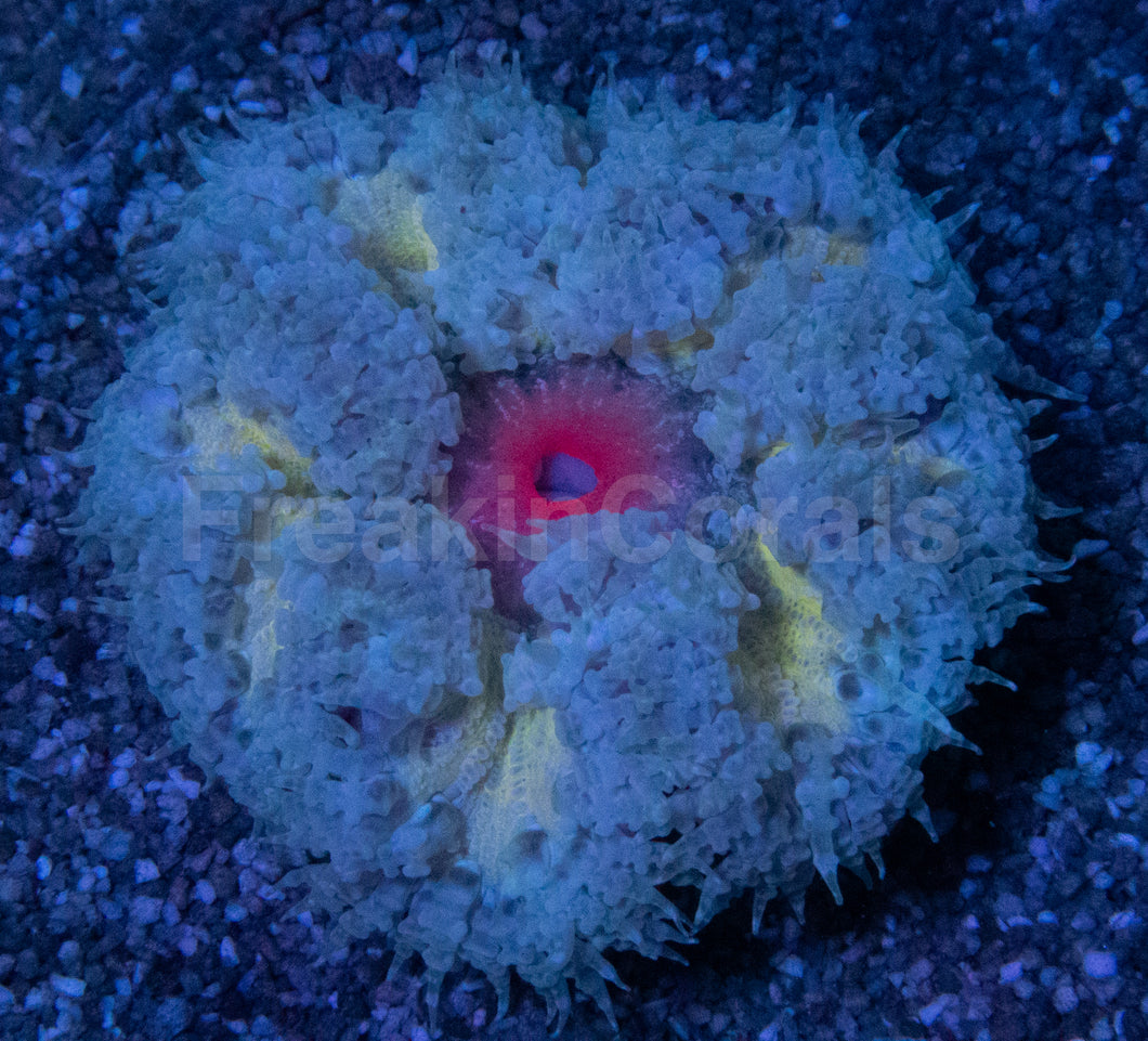 Solar Storm Anemone (Crucifer Anemone)